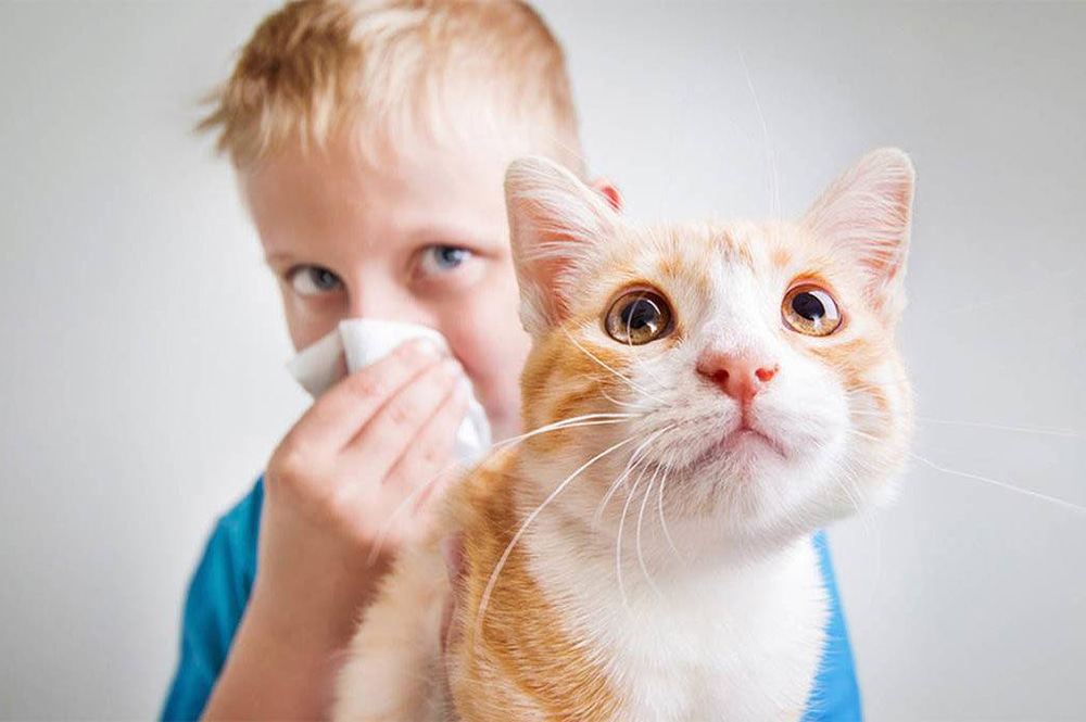 Причины аллергии у кошек